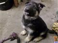 german shepherd puppy posted by adoreable puppies